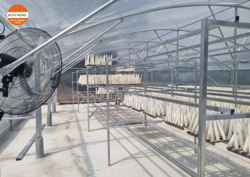 Nhà Kính Phơi Bong Bóng Cá