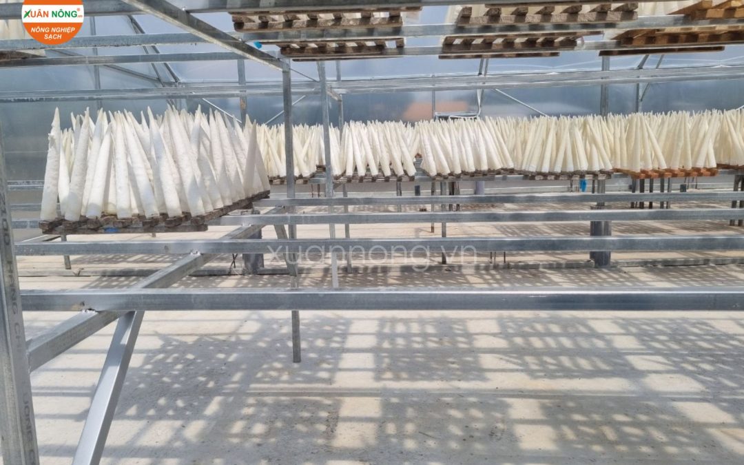 Nhà Kính Phơi Bong Bóng Cá – Giải Pháp Bảo Toàn Giá Trị