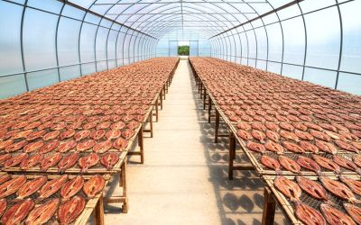 Nhà Kính Phơi Cá Sạch: Giải Pháp Tăng 30% Hiệu Quả Cho Cơ Sở Cá Khô
