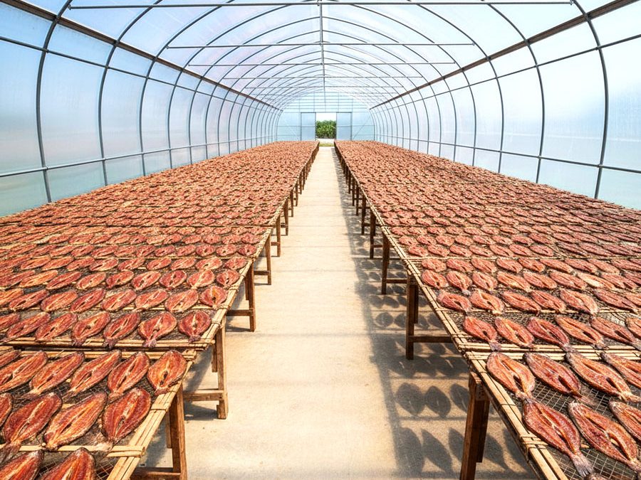 Nhà Kính Phơi Cá Sạch: Giải Pháp Tăng 30% Hiệu Quả Cho Cơ Sở Cá Khô