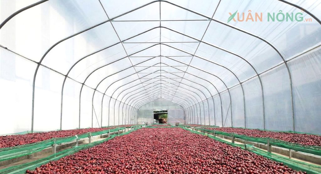 Nhà Kính Phơi Cà Phê – Giải Pháp Nâng Chất Lượng Sau Thu Hoạch