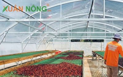 Nhà Kính Phơi Cà Phê – Giải Pháp Nâng Chất Lượng Sau Thu Hoạch