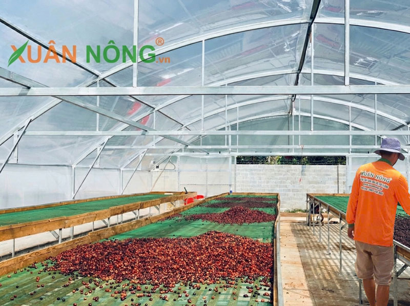 Nhà kính phơi cà phê