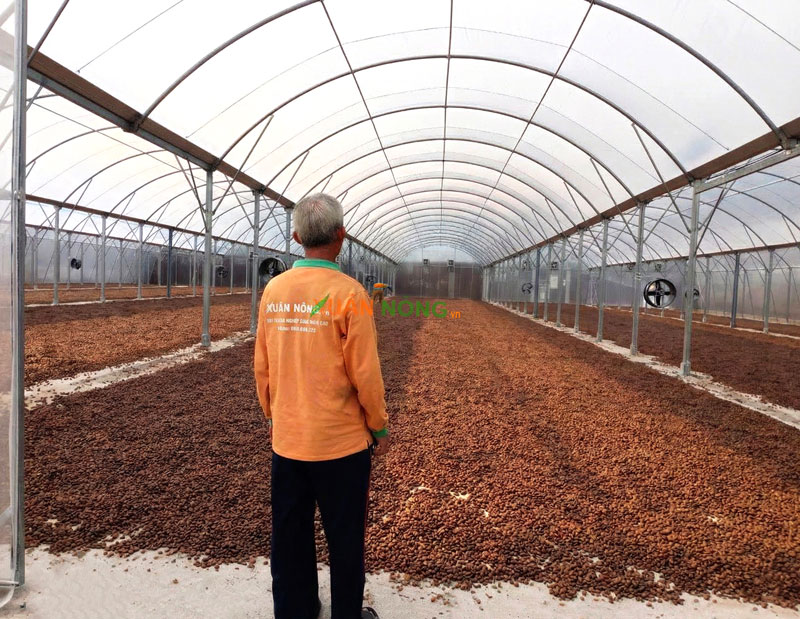 Cà phê trong quá trình phơi cực kỳ nhạy cảm với việc bị ướt trở lại.