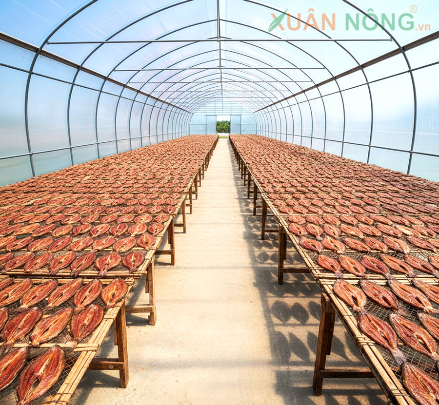 Nhà Kính Phơi Cá – Giải Pháp Vệ Sinh Và Hiệu Quả