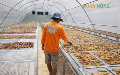 Nhà Kính Phơi Chuối – Giải Pháp Bảo Quản Và Nâng Cao Chất Lượng Chuối Sau Thu Hoạch