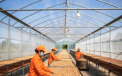 Nhà Kính Phơi Khô – Giải Pháp Đa Năng Cho Mọi Nhu Cầu Phơi Sấy Sau Thu Hoạch