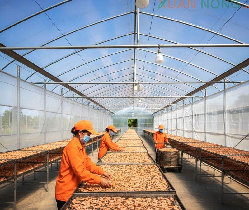 Nhà Kính Phơi Khô – Giải Pháp Đa Năng Cho Mọi Nhu Cầu Phơi Sấy Sau Thu Hoạch