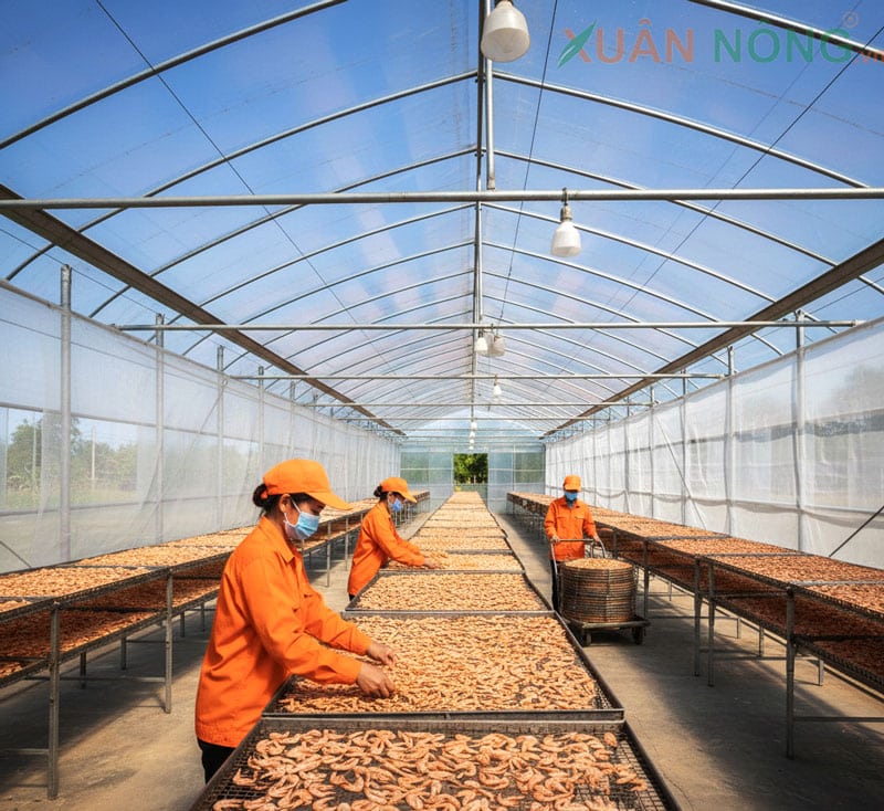 Nhà Kính Phơi Khô – Giải Pháp Đa Năng