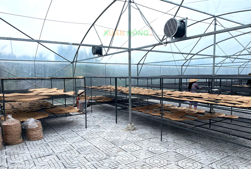Nhà Kính Phơi Lục Bình – Bảo Toàn Chất Lượng Nguyên Liệu