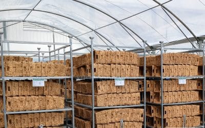 Nhà Kính Phơi Lục Bình – Bảo Toàn Chất Lượng Nguyên Liệu