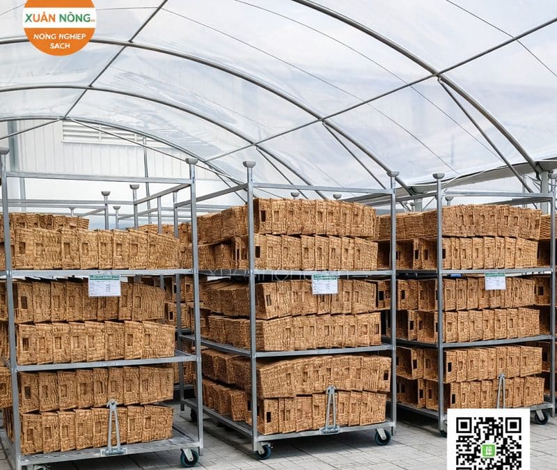 Nhà Kính Phơi Lục Bình – Bảo Toàn Chất Lượng Nguyên Liệu