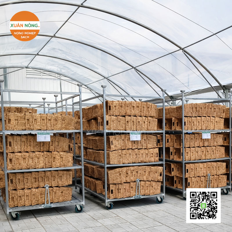 Nhà Kính Phơi Lục Bình – Bảo Toàn Chất Lượng Nguyên Liệu