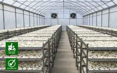 Nhà Kính Phơi Mì Lát – Giải Pháp Nâng Cao Chất Lượng