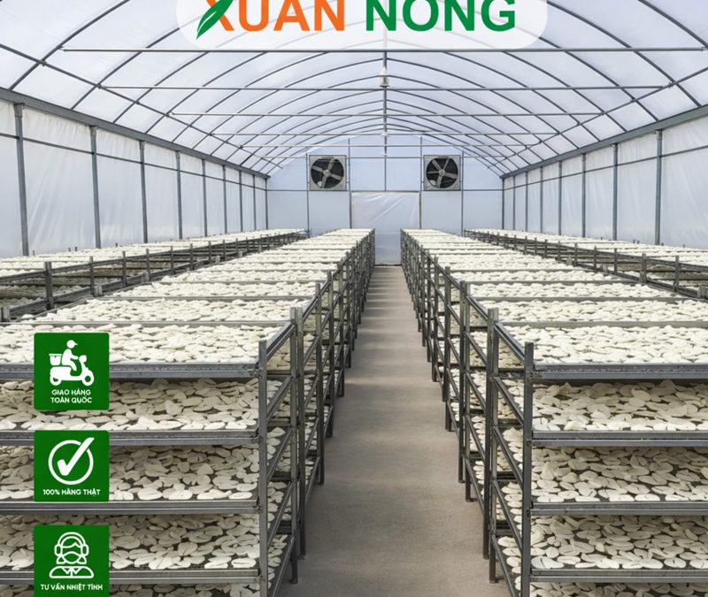 Nhà Kính Phơi Mì Lát – Giải Pháp Nâng Cao Chất Lượng