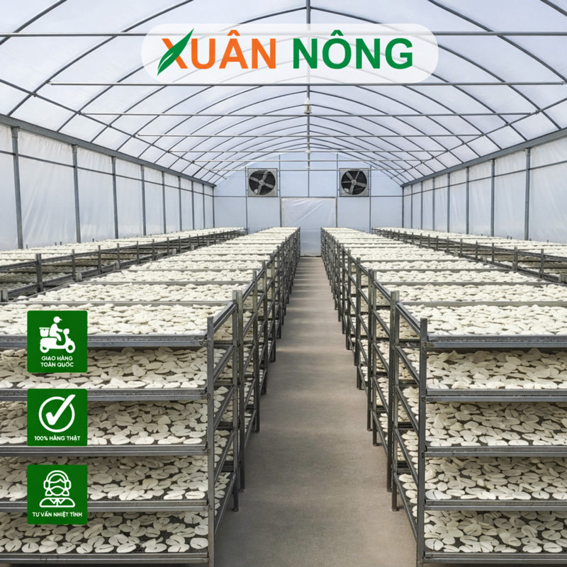 Nhà Kính Phơi Mì Lát