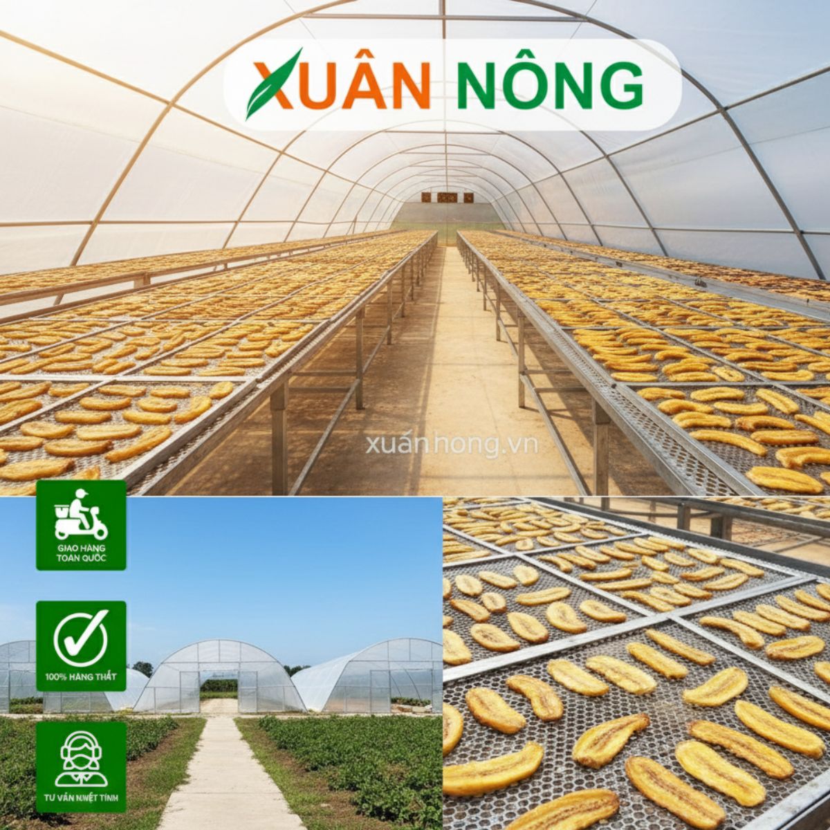 Nhà kính phơi sấy chuối — màng EVA khuếch tán, giữ màu vàng, rút ngắn 40-50% thời gian