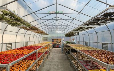 Nhà Kính Phơi Sấy Nông Sản – Giải Pháp Bảo Quản Sau Thu Hoạch Cho Hộ Sản Xuất