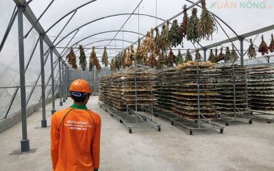 Nhà Kính Phơi Thuốc Nam – Giải Pháp Bảo Quản Dược Liệu Hiệu Quả Cho Hộ Sản Xuất