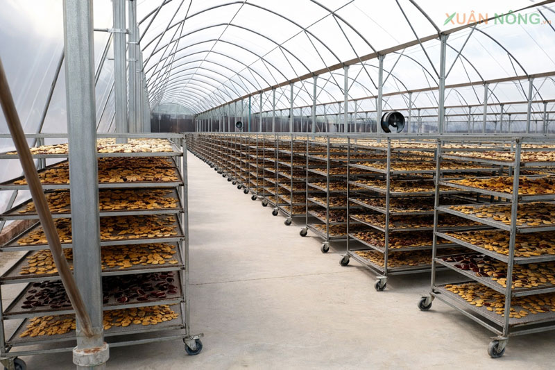 nhà kính phơi thuốc nam