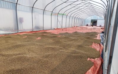 Nhà Kính Phơi Tiêu – Giải Pháp Bảo Toàn Chất Lượng Hạt Tiêu Sau Thu Hoạch