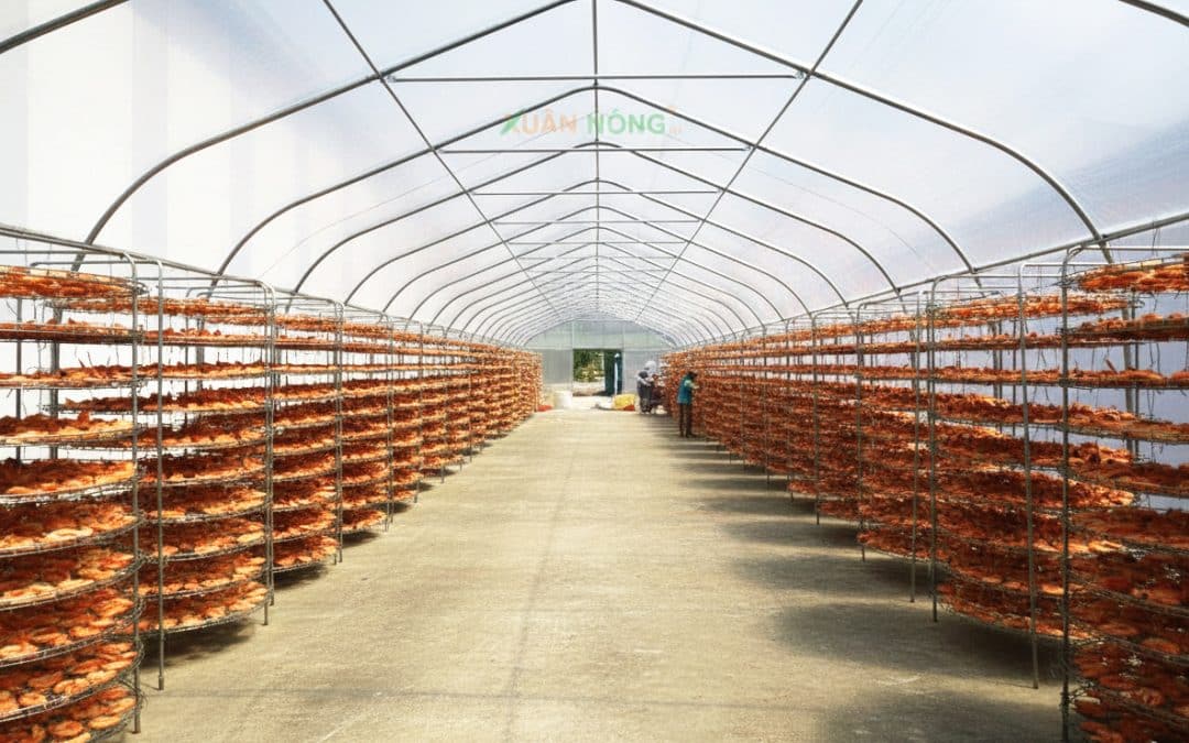 Nhà Kính Phơi Tôm Khô Công Nghệ Cao Gia Tăng Giá Trị Sản Phẩm