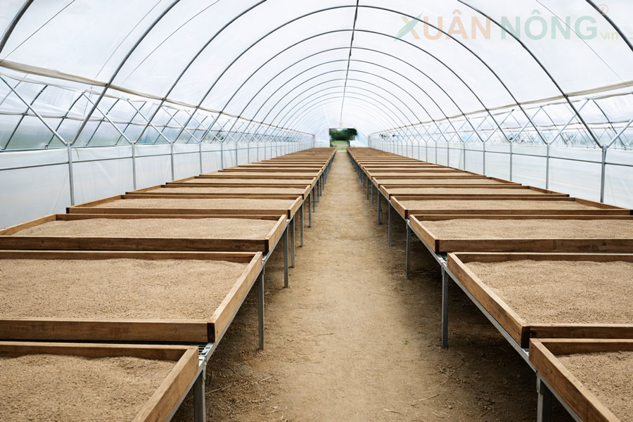 Nhà Kính Phơi Xác Mắm – Giải Pháp Tái Tạo Giá Trị Phụ Phẩm