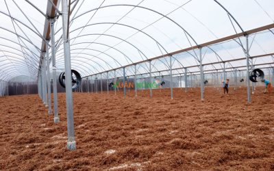 Nhà Kính Phơi Xơ Dừa – Giải Pháp Sấy Khô Nhanh, Sạch Cho Cơ Sở Sản Xuất