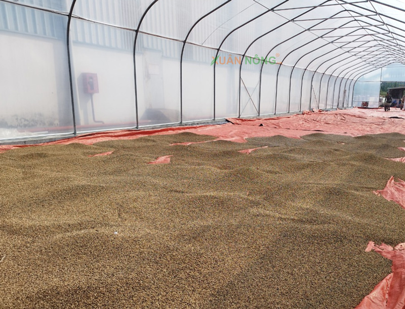 nha mang phoi tieu 1