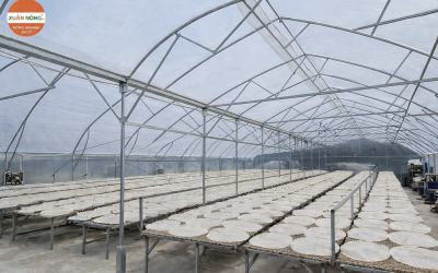 Báo Giá Nhà Kính Phơi Bánh Tráng 2026 — Đạt Chuẩn Chất Lượng