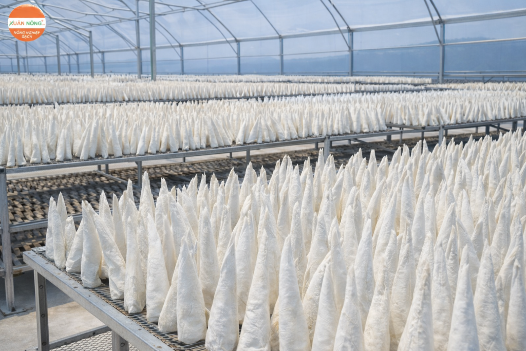 Báo giá nhà kính phơi bong bóng cá 2026