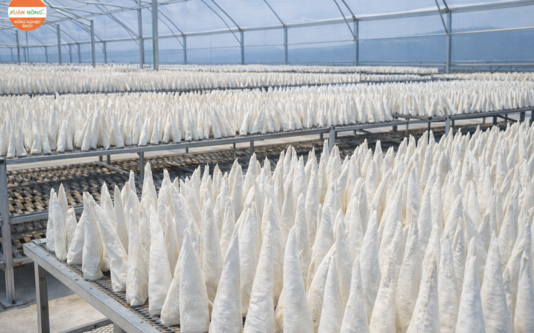 Báo Giá Nhà Kính Phơi Bong Bóng Cá 2026 – Vàng Dưới Mái Kính