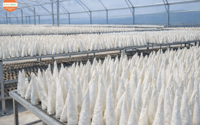 Báo Giá Nhà Kính Phơi Bong Bóng Cá 2026 – Vàng Dưới Mái Kính