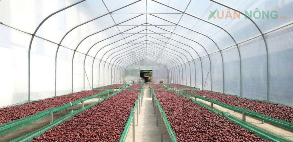 Báo Giá Nhà Kính Phơi Cà Phê 2026