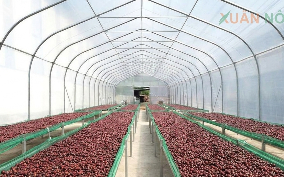 Báo Giá Nhà Kính Phơi Cà Phê 2026 – Giữ Mùi, Trọn Vị Ngon
