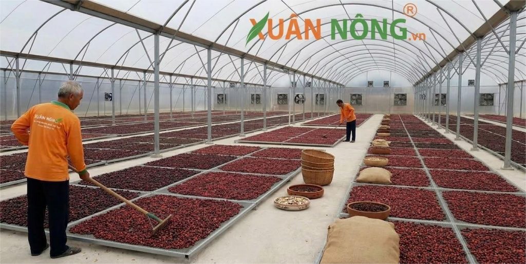 Báo Giá Nhà Kính Phơi Cà Phê 2026