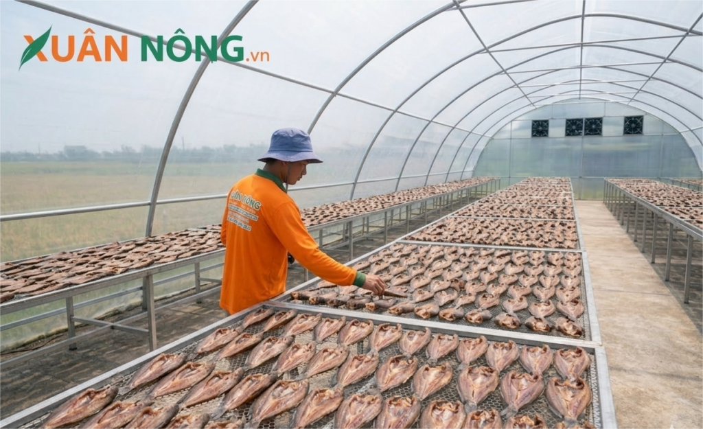 Báo giá nhà kính phơi cá sạch