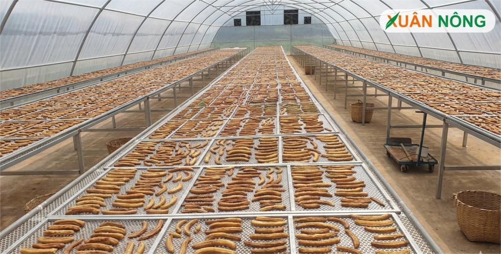 Báo Giá Nhà Kính Phơi Chuối 2026