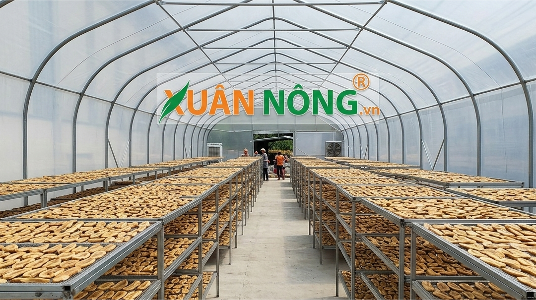 Báo Giá Nhà Kính Phơi Chuối 2026 — Đầu Tư, Lãi Bao Nhiêu?