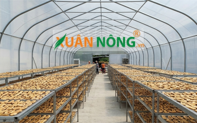 Báo Giá Nhà Kính Phơi Chuối 2026 — Đầu Tư, Lãi Bao Nhiêu?