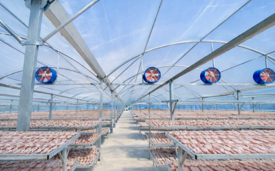 Báo Giá Nhà Kính Phơi Hải Sản 2026 – Mái Kính Giữa Vị Mặn