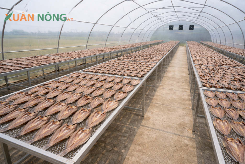 Báo giá nhà kính phơi khô