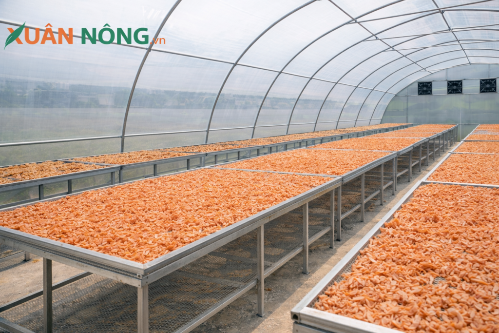 Báo giá nhà kính phơi khô