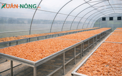 Báo Giá Nhà Kính Phơi Khô 2026 – Mái Kính Giữ Nắng