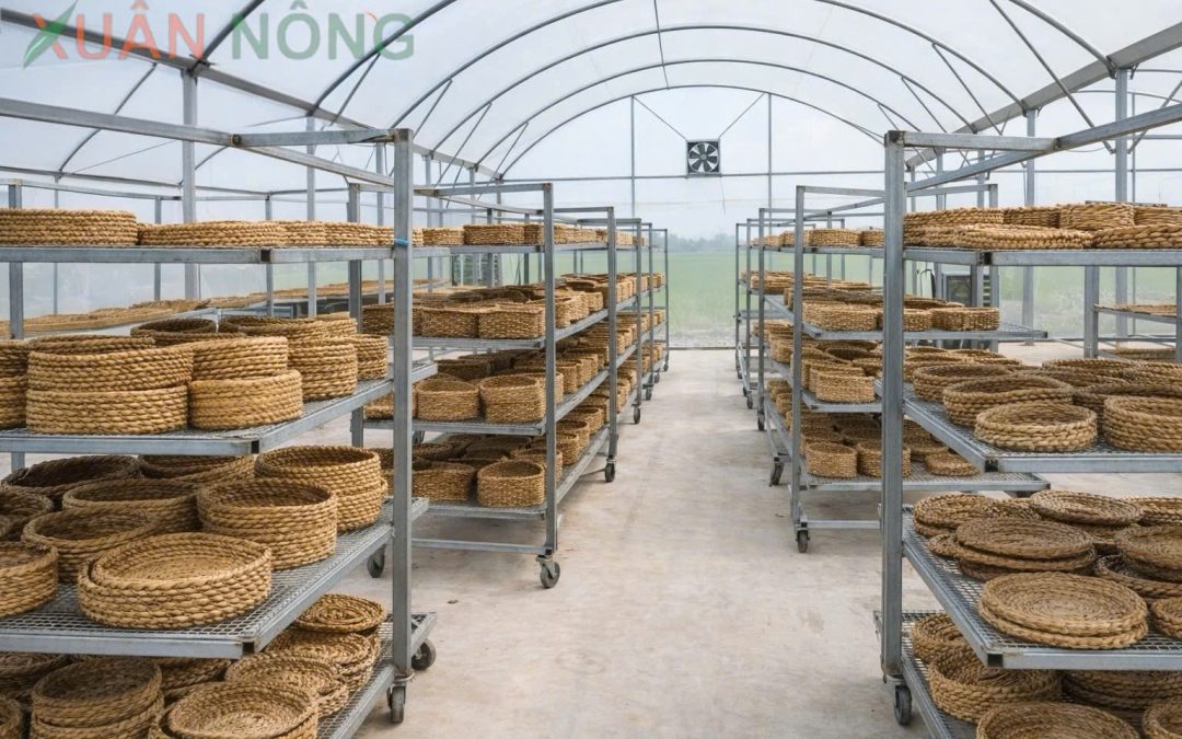 Báo Giá Nhà Kính Phơi Lục Bình 2026 — Giữ Giá Trị Xuất Khẩu