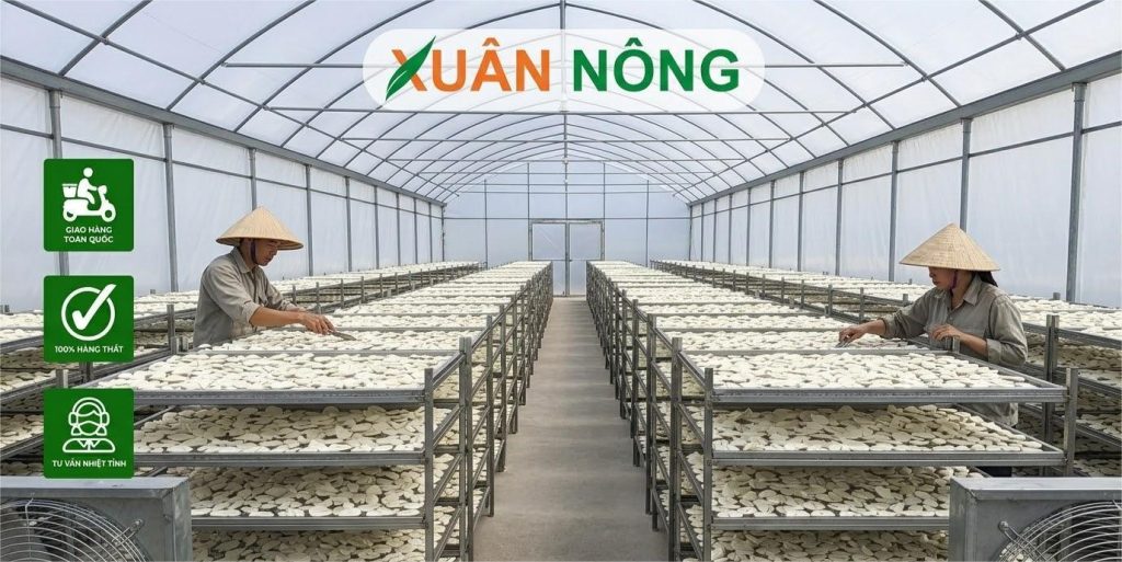 Báo giá nhà kính phơi mì lát