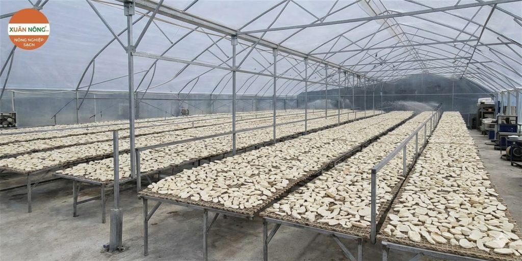 Báo giá nhà kính phơi mì lát