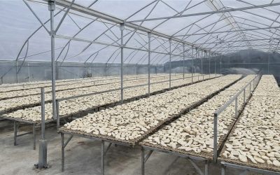 Báo Giá Nhà Kính Phơi Mì Lát 2026 — Đạt Chuẩn Xuất Khẩu