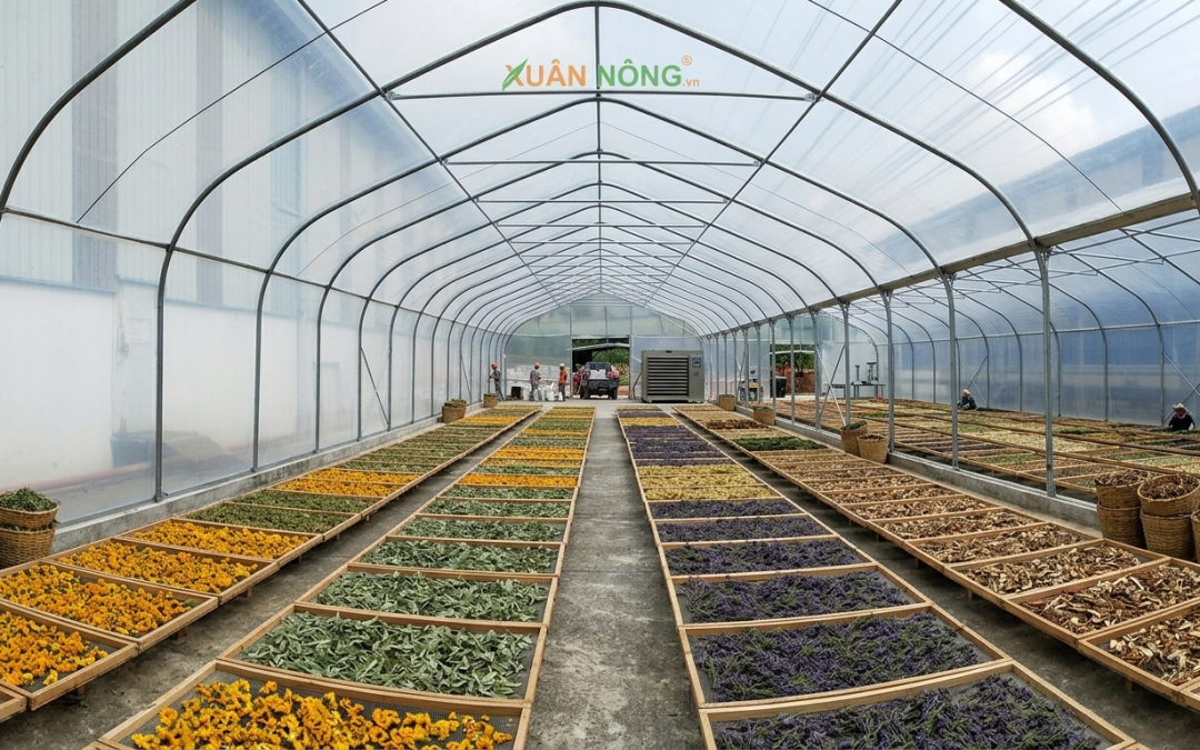Báo Giá Nhà Kính Phơi Thuốc Nam 2026 – Bảo Toàn Dược Tính