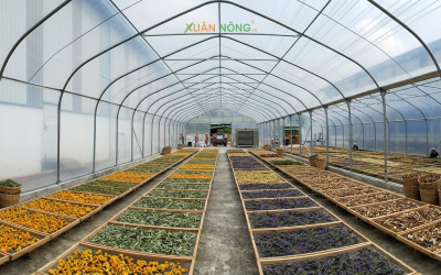 Báo Giá Nhà Kính Phơi Thuốc Nam 2026 – Bảo Toàn Dược Tính